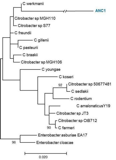The Genus Citrobacter .